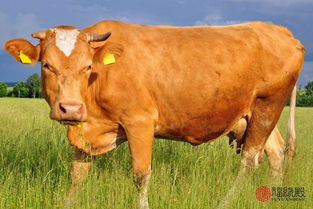 属龙女与属牛男婚姻是否和谐，属龙与属牛犯冲具体含义是什么？