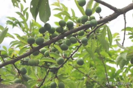 同时梦见两种树=要当人生赢家？