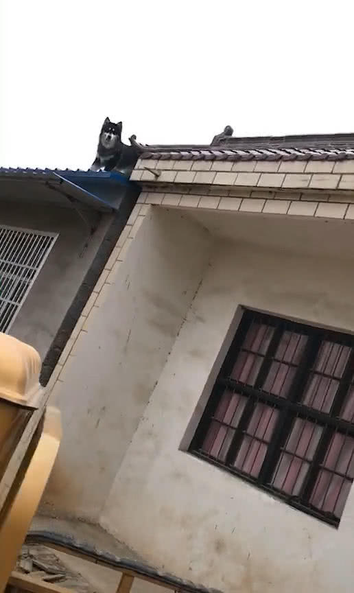 二、  个体体验与心理影响：恐惧与认知失调