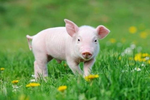 鼠年八字与猪年八字，哪个更准确预测命运？