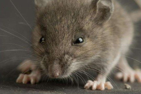 2008年属鼠人2026年农历九月每月运势分别是什么？