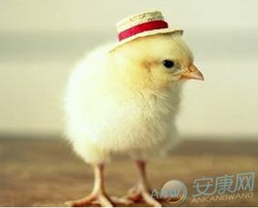 一、 鸡年宝宝起名的正确步骤