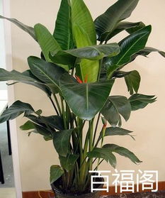 有哪些家庭盆栽是风水上最旺家的，类似于天堂鸟这样的？