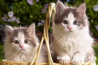 如何给小猫算命起一个既有名又有姓的可爱名字呢？