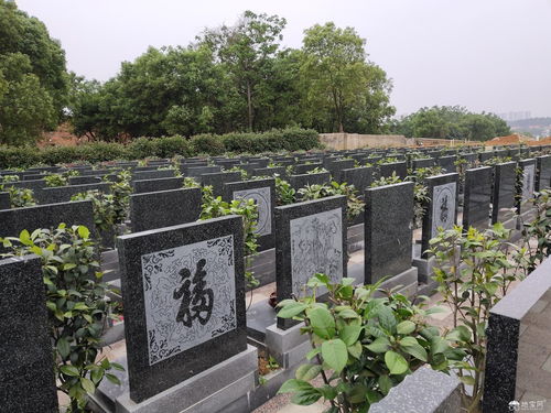 四、 具体案例的社会评价与市场反馈