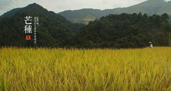 芒种时节的物候现象与自然哲学