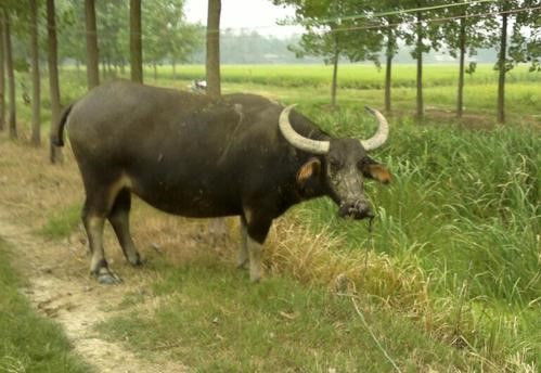 1973年属牛的人未来十年会遭遇哪些劫数，命运如何？