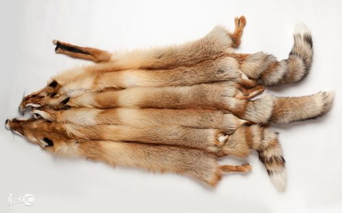 4. 卯兔：莲花开合的财运亨通