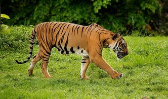 1974年属虎人2026年健康运势和全年运势具体如何？