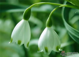 方位与五行：兰花摆放的空间布局理论