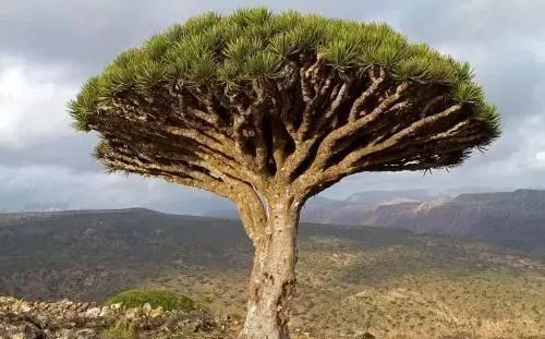 特殊植物现象