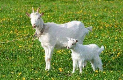 梦见羊马狗分别预示着什么它们分别代表什么含义？