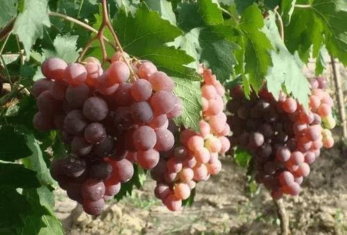 四、 糖尿病患者慎食：高糖分带来的血糖波动风险