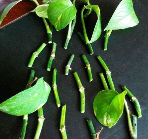 招财树叶子全剪光对植物有害吗？最佳剪枝时间是什么时候？