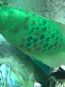 海洋生物迷惑行为大赏