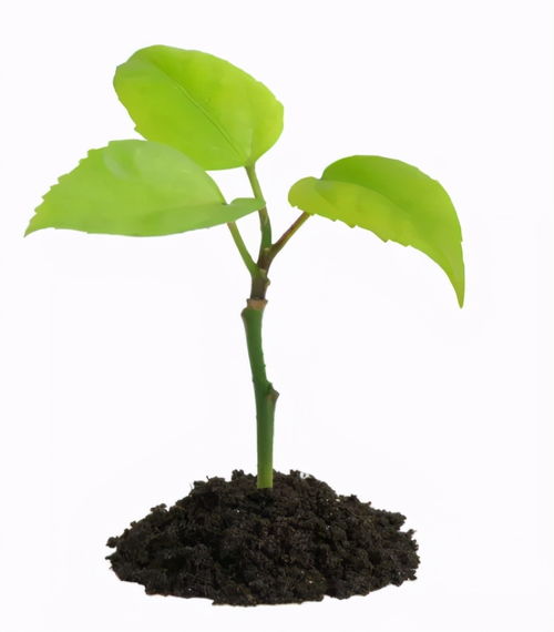 自然生长vs人为栽种