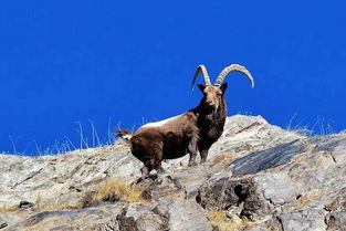 “羊-狼-草”生态模型中的动态平衡