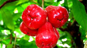 一、  莲雾的原始风貌及其营养成分解析