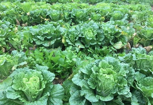 一、 立冬前后白菜种植时间段的区分依据