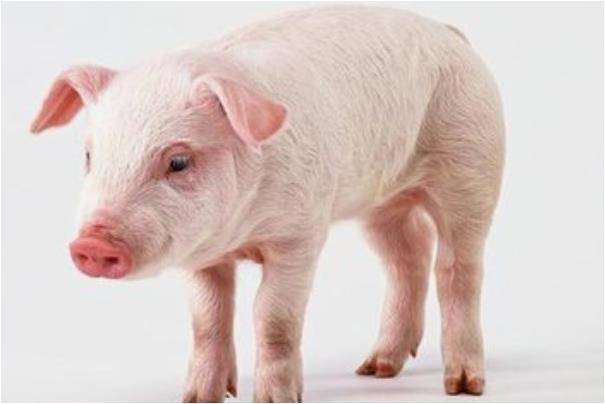 42岁：躺着数钱的日子