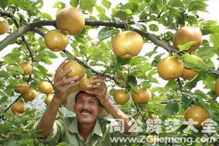 以婚女人梦见各种水果是什么征兆或含义？