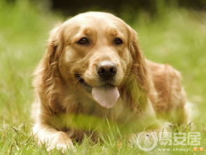 1994年属狗摩羯男每月命运具体含义是什么？