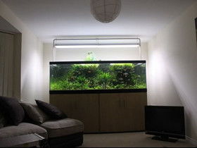 鱼缸死水对家居风水有何不利影响，是否会影响家庭运势和居住环境？