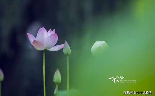 生肖羊的谦逊沟通：人际和谐下的化解之道