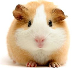 牛高马大形容的生肖是哪个？这成语猜生肖是什么意思呢？