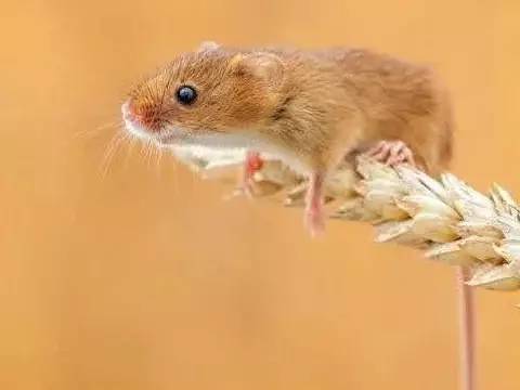 2026年属鼠1984年出生每月运势具体内容是什么？