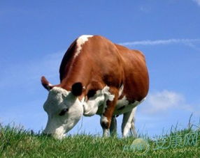 木牛人的性格特质与基本运势剖析