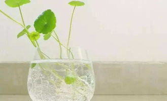 一、 风水学视角下的客厅植物选择原则