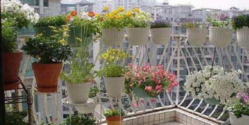 按生态功嫩划分之主要植物类群