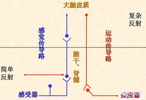 定义：何谓《紫西道计》体系内的“天天”概念？