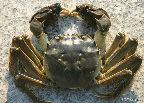 2．三点蟹：薄壳迅速炒的最佳选择