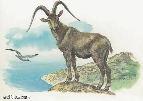 属羊2026年感情运势如何，爱情和运势会有哪些变化？