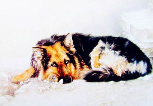 2024年生肖狗运势如何？全年运势走向是怎样的？