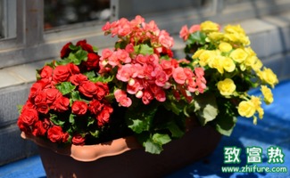 花卉选择原则及注意事项