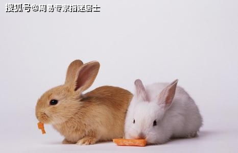 属兔这几个月感情财运如何，具体意味着什么？