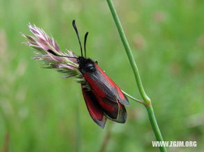 做梦梦见收花生，这事儿可不简单