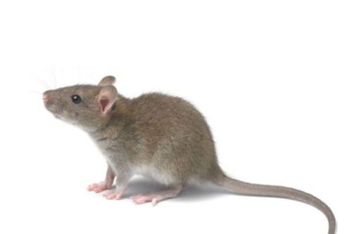 2026年属鼠的人运势大爆发，这一年他们的运气究竟如何？