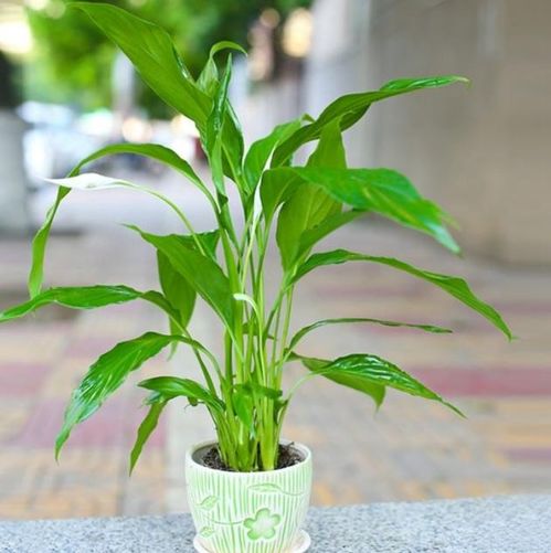 ：植物风水与居家运势之学术探讨