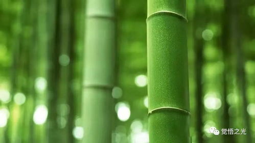 五、  实用主义维度的经济价值