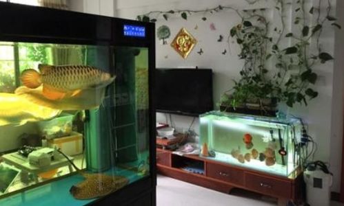 家里适合养鱼风水，鱼缸正对入户门，这样招财吗？