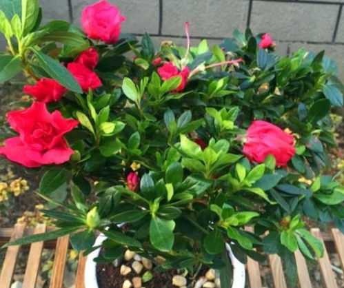 一品红的旺财寓意及适宜种植环境