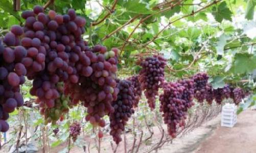 东墙挂葡萄是否符合风水讲究？