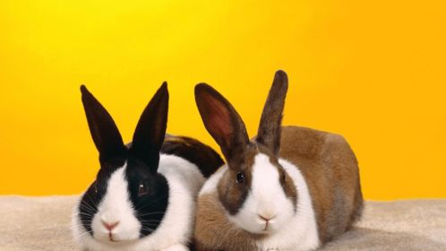 属兔人手机尾号0的吉凶如何？3881作为手机尾号对属兔人好吗？