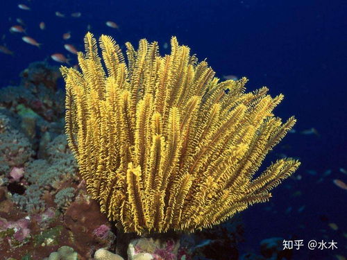 二、  植物图腾：仙人掌的坚韧隐喻