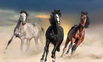 1966年属马的人2026年命运会如何改变？