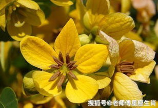 ‘黄花女儿解一生肖，洛阳女儿对门居打一生肖’这两句分别指的是什么生肖？